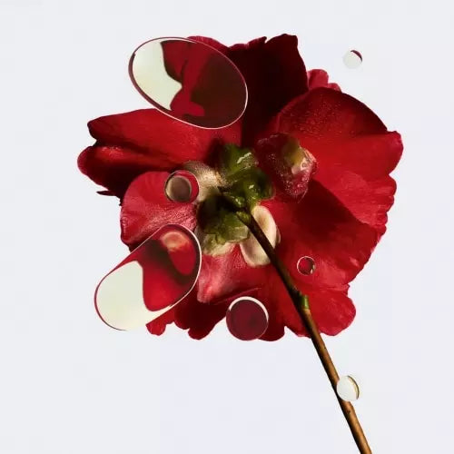 chanel-n-1-creme-revitalisante-50gr