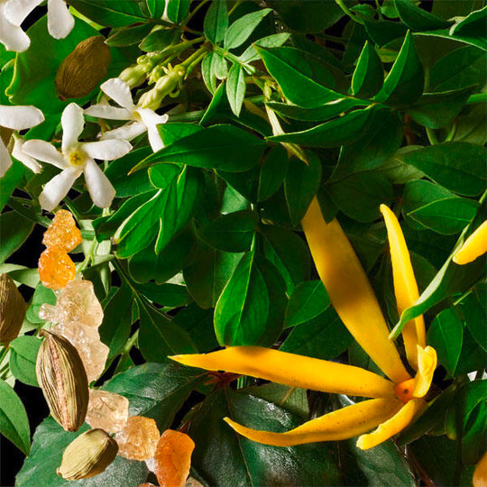 molton-b-ylang-ylang-s-g-300-ml