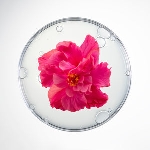 Cellcosmet Cellcollagen Face and Neck 4 Beutel & 4x1.5ml